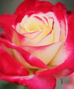 Red White Rose Bush Live Plant - Fragrant Outdoor Garden Rose, 4-6 Inch Tall - Image 2