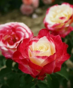 Red White Rose Bush Live Plant - Fragrant Outdoor Garden Rose, 4-6 Inch Tall - Image 3