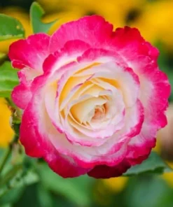 Red White Rose Bush Live Plant - Fragrant Outdoor Garden Rose, 4-6 Inch Tall - Image 4