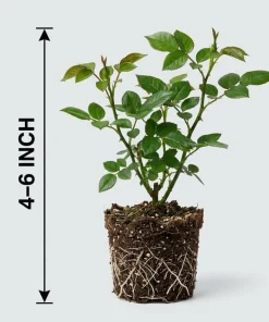 Red White Rose Bush Live Plant - Fragrant Outdoor Garden Rose, 4-6 Inch Tall - Image 5