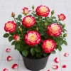 Red White Rose Bush Live Plant - Fragrant Outdoor Garden Rose, 4-6 Inch Tall - Image 1