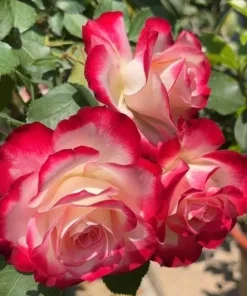 Red White Rose Plant Live for Outdoor Gardens, 4-6 Inch Tall - Image 2