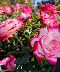 Red White Rose Plant Live for Outdoor Gardens, 4-6 Inch Tall - Image 3