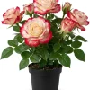 Red White Rose Plant Live for Outdoor Gardens, 4-6 Inch Tall - Image 1