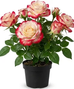 Red White Rose Plant Live for Outdoor Gardens, 4-6 Inch Tall - Image 1