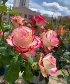 Red White Rose Plant Live for Outdoor Gardens, 4-6 Inch Tall - Image 4