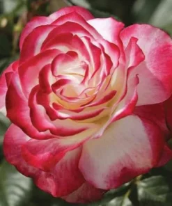 Red White Rose Plant Live for Outdoor Gardens, 4-6 Inch Tall - Image 5