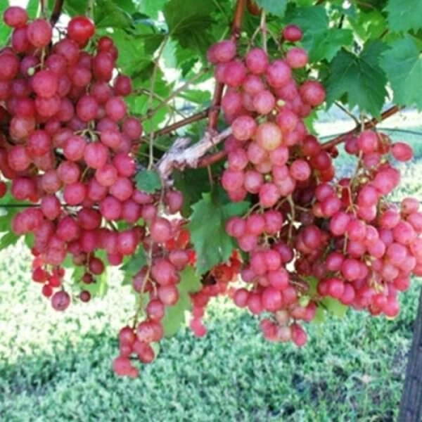 Red Wine Grape Vine Plant - 1-2 Year Old Live Grapevine for Outdoor Planting - Image 2