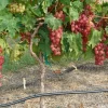 Red Wine Grape Vine Plant - 1-2 Year Old Live Grapevine for Outdoor Planting - Image 1