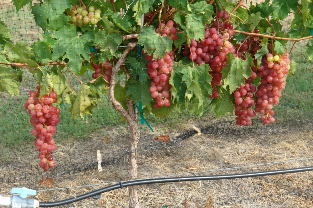 Red Wine Grape Vine Plant - 1-2 Year Old Live Grapevine for Outdoor Planting - Image 1