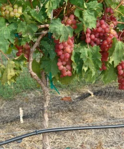 Red Wine Grape Vine Plants - 2 Live Vines, 1-2 Year Old - Outdoor Fruit Plants - Image 2
