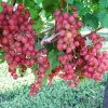 Red Wine Grape Vine Plants - 2 Live Vines, 1-2 Year Old - Outdoor Fruit Plants - Image 1