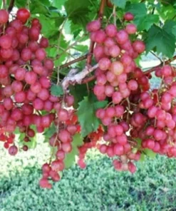 Red Wine Grape Vine Plants - 2 Live Vines, 1-2 Year Old - Outdoor Fruit Plants - Image 1