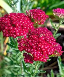Red Yarrow Seeds - 500 Heirloom Achillea millefolium rubra for Gardens - Image 1