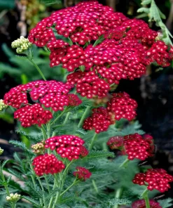 Red Yarrow Seeds - 500 Heirloom Achillea millefolium rubra for Gardens - Image 2