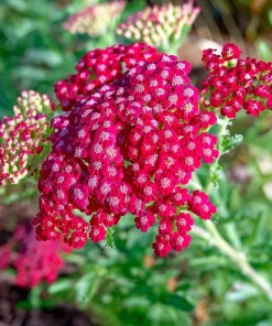 Red Yarrow Seeds - 500 Heirloom Achillea millefolium rubra for Gardens - Image 3