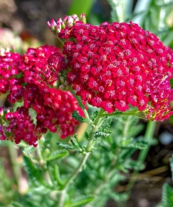 Red Yarrow Seeds - 500 Heirloom Achillea millefolium rubra for Gardens - Image 4