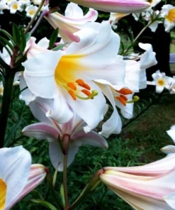 Regal Lily Flower Bulb - Perennial Outdoor Lily Bulb, Purple/White/Yellow - Image 2