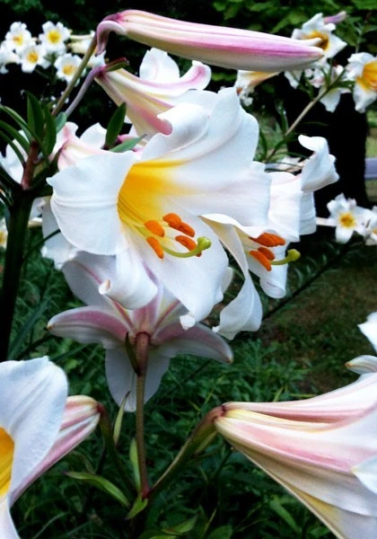 Regal Lily Flower Bulb - Perennial Outdoor Lily Bulb, Purple/White/Yellow - Image 2