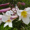 Regal Lily Flower Bulb - Perennial Outdoor Lily Bulb, Purple/White/Yellow - Image 1