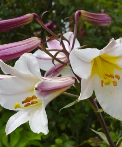 Regal Lily Flower Bulb - Perennial Outdoor Lily Bulb, Purple/White/Yellow - Image 1