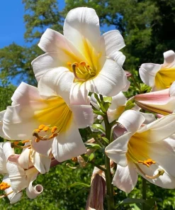 Regal Trumpet Lily Seeds - White, Pink & Yellow Lilium Regale, 10 Seeds - Image 10