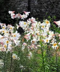 Regal Trumpet Lily Seeds - White, Pink & Yellow Lilium Regale, 10 Seeds - Image 2