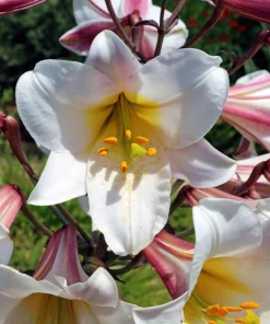 Regal Trumpet Lily Seeds - White, Pink & Yellow Lilium Regale, 10 Seeds - Image 3