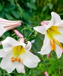 Regal Trumpet Lily Seeds - White, Pink & Yellow Lilium Regale, 10 Seeds - Image 4