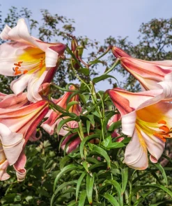 Regal Trumpet Lily Seeds - White, Pink & Yellow Lilium Regale, 10 Seeds - Image 5