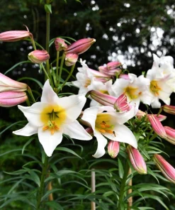 Regal Trumpet Lily Seeds - White, Pink & Yellow Lilium Regale, 10 Seeds - Image 6