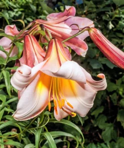 Regal Trumpet Lily Seeds - White, Pink & Yellow Lilium Regale, 10 Seeds - Image 7