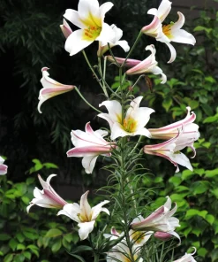 Regal Trumpet Lily Seeds - White, Pink & Yellow Lilium Regale, 10 Seeds - Image 8
