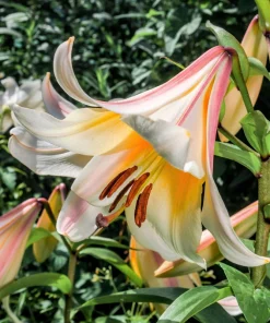 Regal Trumpet Lily Seeds - White, Pink & Yellow Lilium Regale, 10 Seeds - Image 9