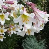 Regal Trumpet Lily Seeds - White, Pink & Yellow Lilium Regale, 10 Seeds - Image 1