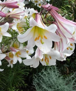 Regal Trumpet Lily Seeds - White, Pink & Yellow Lilium Regale, 10 Seeds - Image 1