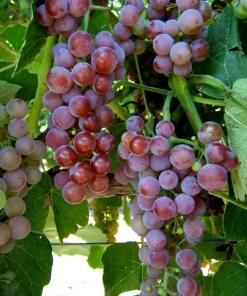 Reliance Seedless Grape Vine Live Plant - 1-2 Yr Old - Edible Red Grapes Outdoor - Image 2