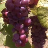Reliance Seedless Grape Vine Live Plant - 1-2 Yr Old - Edible Red Grapes Outdoor - Image 1