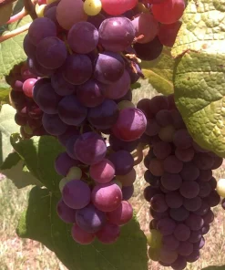 Reliance Seedless Grape Vine Live Plant - 1-2 Yr Old - Edible Red Grapes Outdoor - Image 1