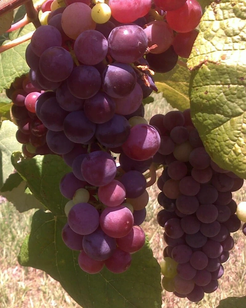 Reliance Seedless Grape Vine Live Plant - 1-2 Yr Old - Edible Red Grapes Outdoor - Image 1