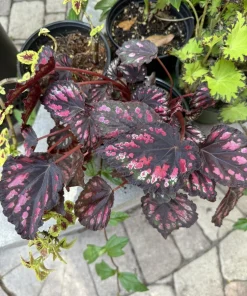 Rex Begonia Live Plant - Colorful Foliage Houseplant - Image 1