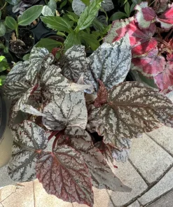 Rex Begonia Live Plant – Colorful Foliage Houseplant – Indoor Decorative Plant - Image 2
