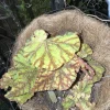 Rex Begonia Live Plant - Colorful Foliage Houseplant for Indoor Decor - Image 1