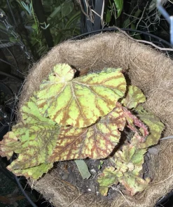 Rex Begonia Live Plant - Colorful Foliage Houseplant for Indoor Decor - Image 1