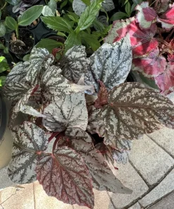 Rex Begonia Live Plant - Colorful Foliage Tropical Houseplant Indoor - Image 2