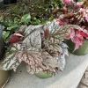 Rex Begonia Live Plant - Colorful Foliage Tropical Houseplant Indoor - Image 1