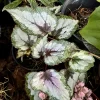 Rex Begonia Live Plant - Colorful Painted Leaf Foliage Houseplant - Image 1