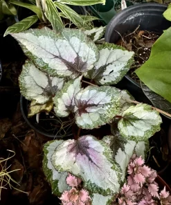 Rex Begonia Live Plant - Colorful Painted Leaf Foliage Houseplant - Image 1