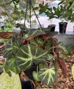 Rex Begonia Live Plant - Colorful Potted Indoor Houseplant - Image 2