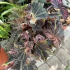 Rex Begonia Live Plant – Vibrant Foliage Houseplant – Indoor Decorative Plant - Image 1